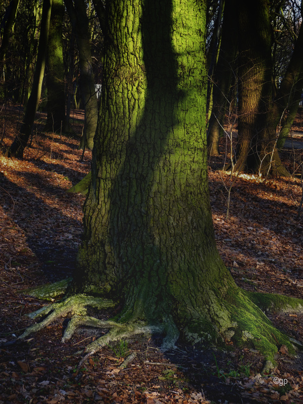 Forest's Shadows