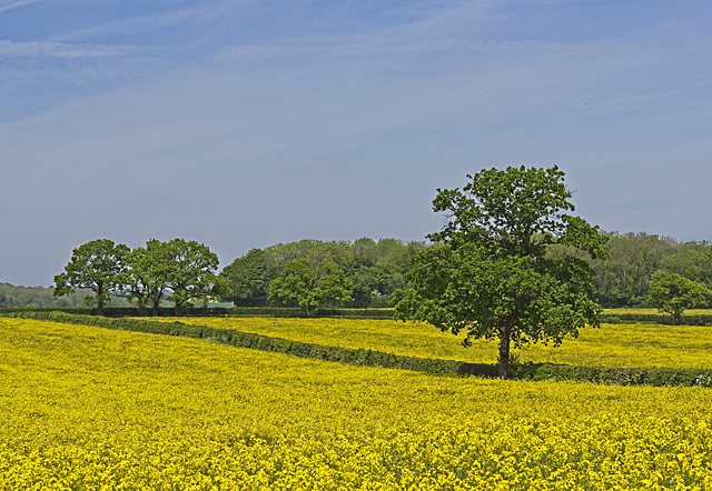 Oilseed Rape