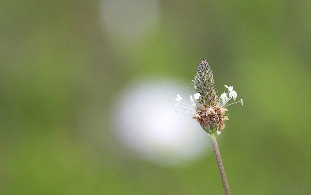 Fleur du plantain