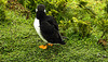 20190612 5097CPw [R~GB] Papageitaucher, Skomer, Wales
