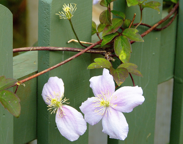 ... fleur de barrière ...