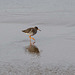 A red shank at Hoylake shore