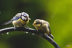 Feeding the bairns