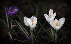 Derniers crocus d'hiver :-)