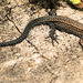 IMG 2500 Common Lizardv2