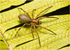 IMG 6762 Spider