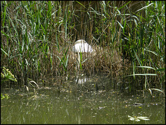 swan's nest