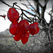 the last fruits - red -
