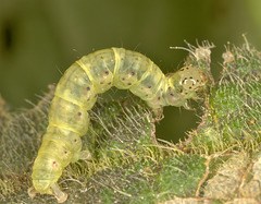 IMG 8176Caterpillar