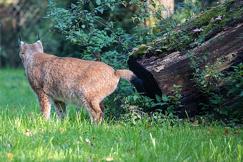 20151010 9313VRTw [D~H] Eurasischer Luchs (Felis lynx),Wisentgehege, Springe-Deister