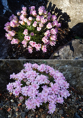 045 Zwerggrasnelken Armeria juniperifolia werden nur 5cm hoch