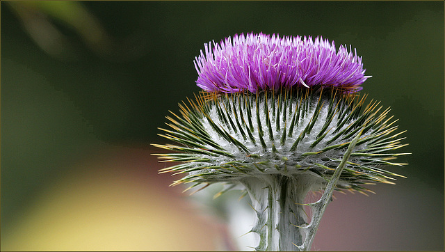 Onopordon acanthium la fleur