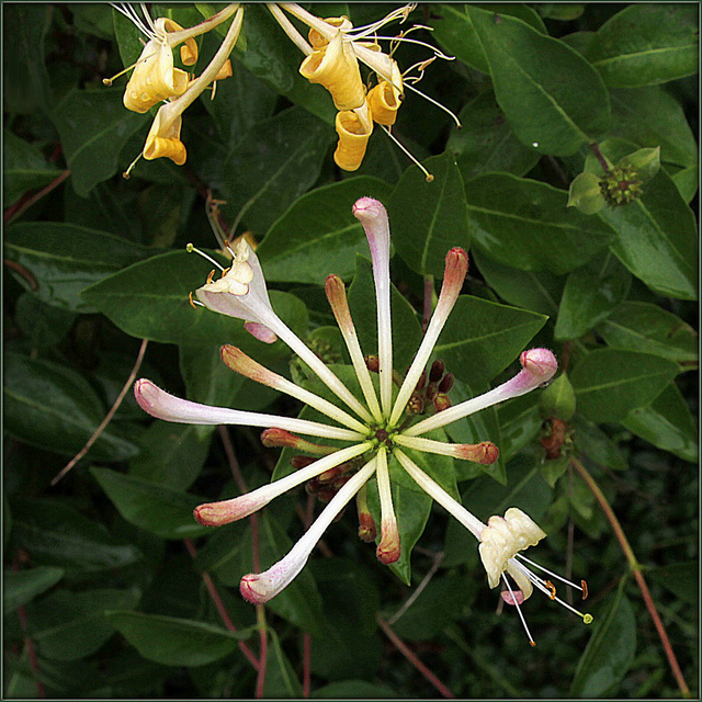 Lonicera