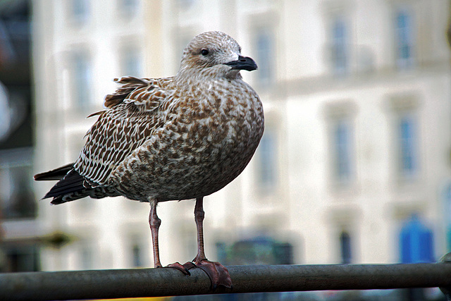 Ruffled Feathers - HFF!