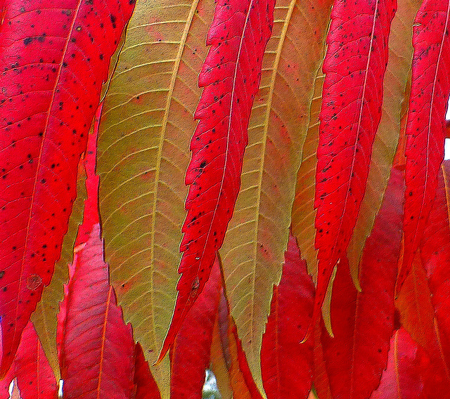 Sumac de Virginie...