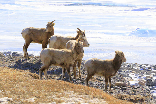 Bighorn Sheep