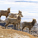 Bighorn Sheep