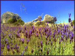Spanish lavender and granite, La Sierra de La Cabrera, for Pam!