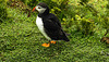 20190612 5098CPw [R~GB] Papageitaucher, Skomer, Wales