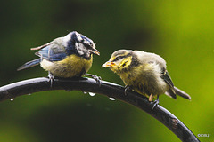 Feeding the bairns