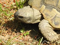 20200516 7367CP~V [D~HF] Griechische Landschildkröte, Herford