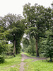 Bloemendaalse bos