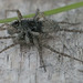 Mating Pardosa amentata