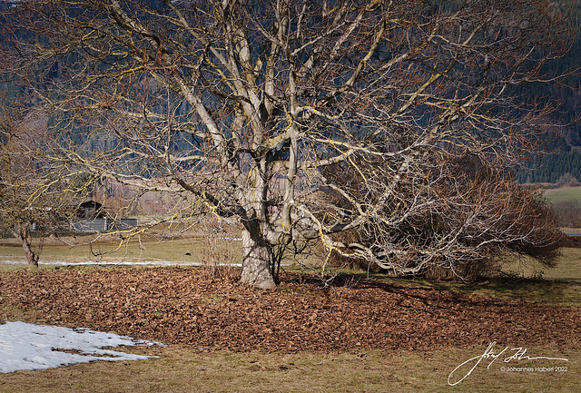 mächtiger Baum im Winter