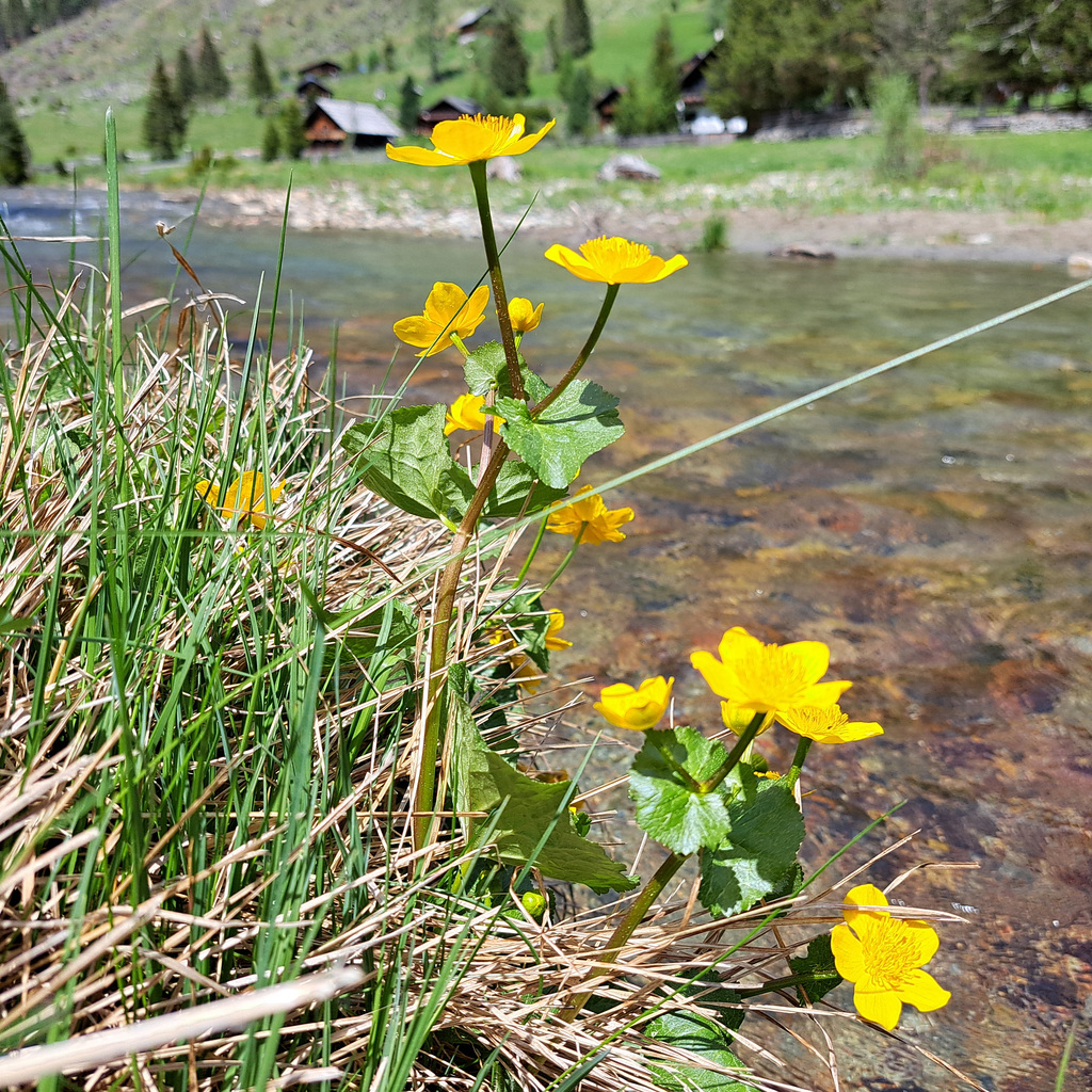 Sumpfdotterblume (Caltha palustris)