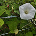 Hedge Bindweed on the fence (HFF Everyone)