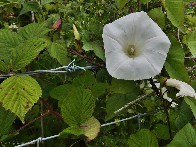 Hedge Bindweed on the fence (HFF Everyone)