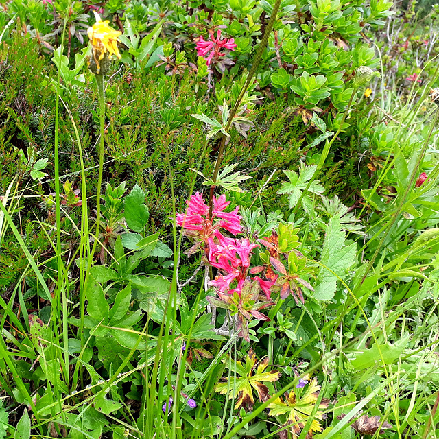 Rostblättrige Alpenrose (Rhododendron ferrugineum)