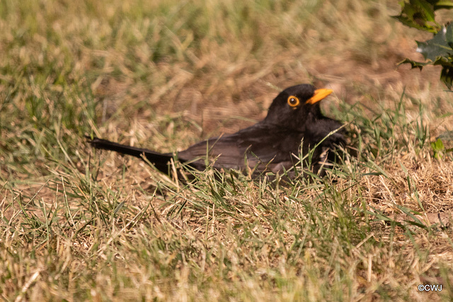 Can't a bird sunbathe in peace?