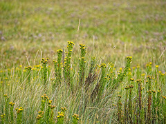 Golden Samphire