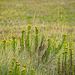 Golden Samphire