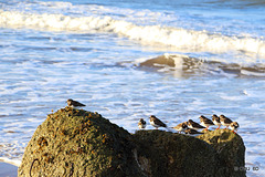 Shore birds on the beach at Findhorn
