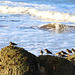 Shore birds on the beach at Findhorn