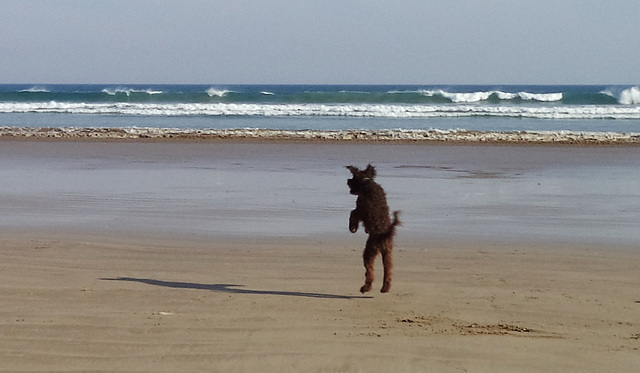 doggies at the beach