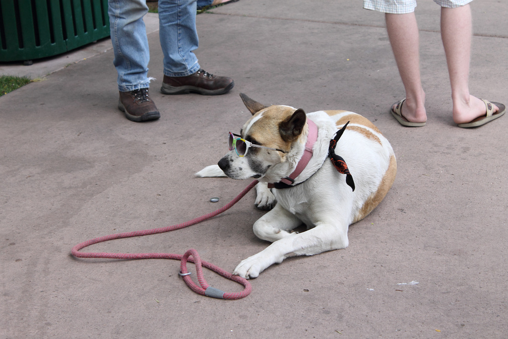 Plaza dog