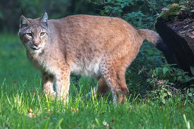 20151010 9314VRTw [D~H] Eurasischer Luchs (Felis lynx),Wisentgehege, Springe-Deister