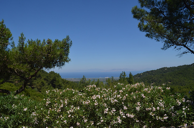 Rhodes, Flowering Oleander