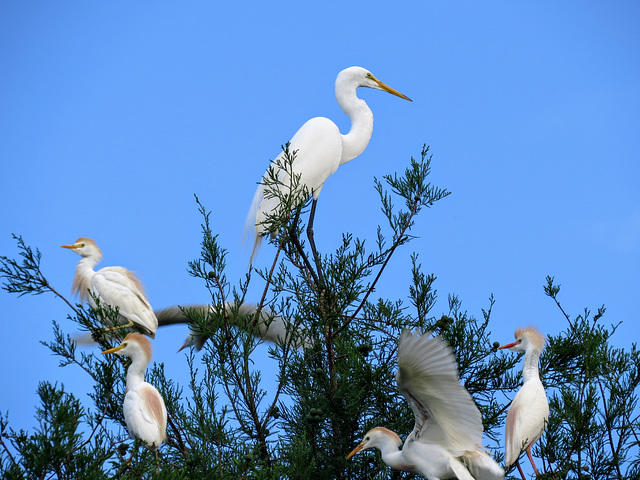 Great egret and cattle egrets
