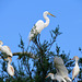Great egret and cattle egrets