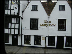 Lazy Cow at Salisbury