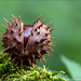 Horse chestnut (Aesculus hippocastanum)...