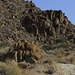 Joshua Tree National Park