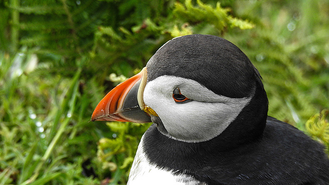 20190612 5099CPw [R~GB] Papageitaucher, Skomer, Wales