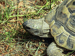 20200516 7368CPw [D~HF] Griechische Landschildkröte, Herford