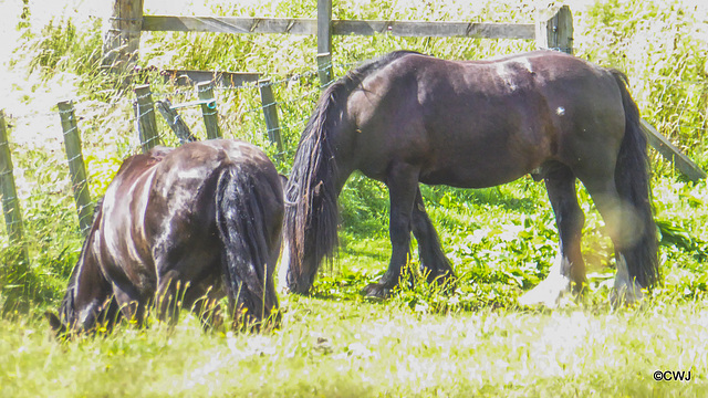 The boys grazing!