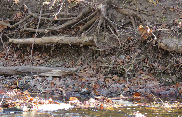 Where Eastern Bluebirds (Sialia sialis) spend the winters